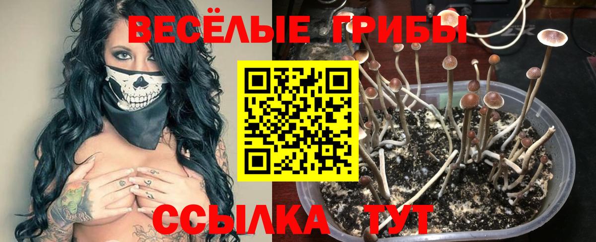 Галлюциногенные грибы Cubensis Луга